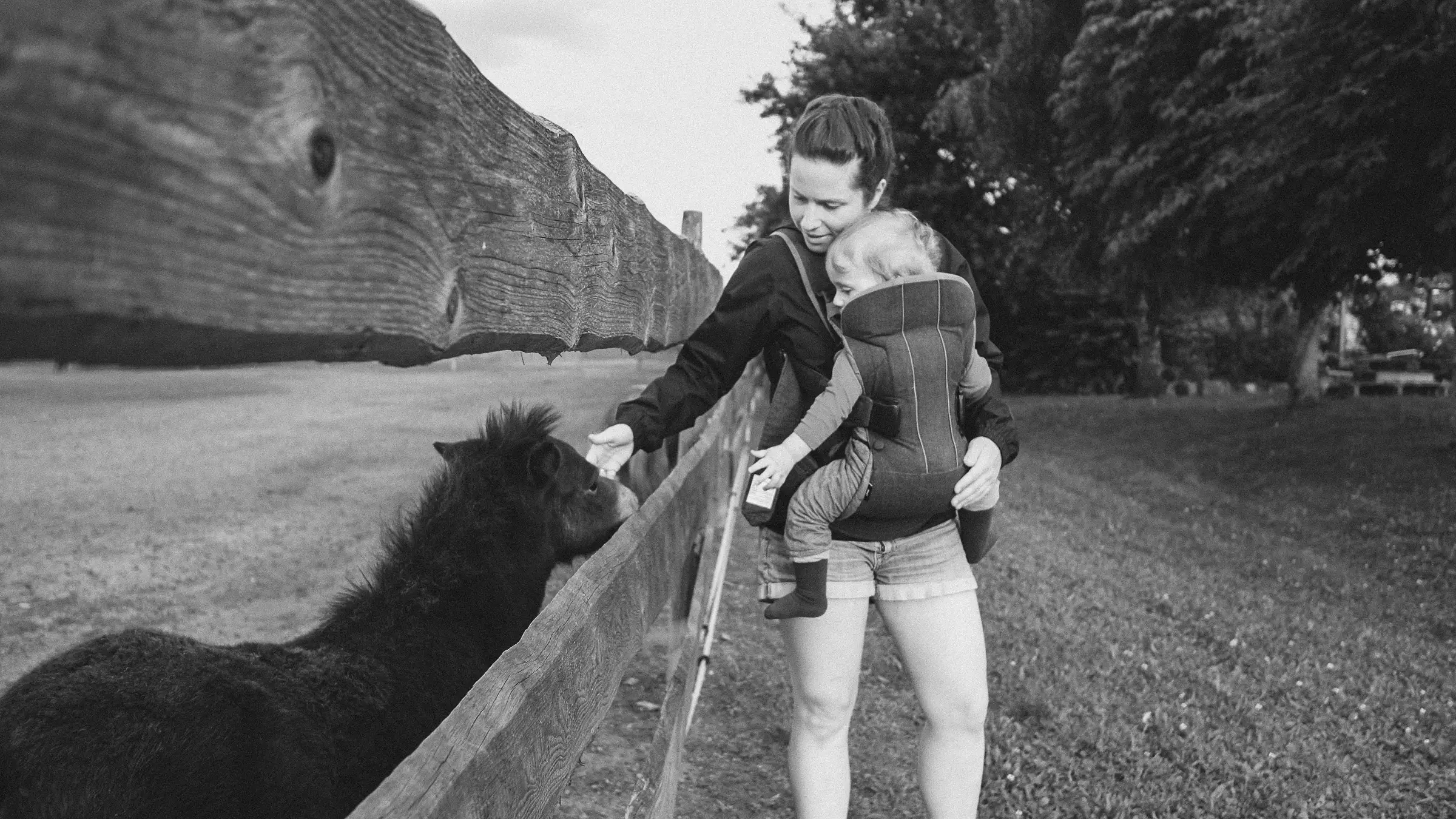 Eine Person mit Kind in der Trage streichelt ein Pony.
